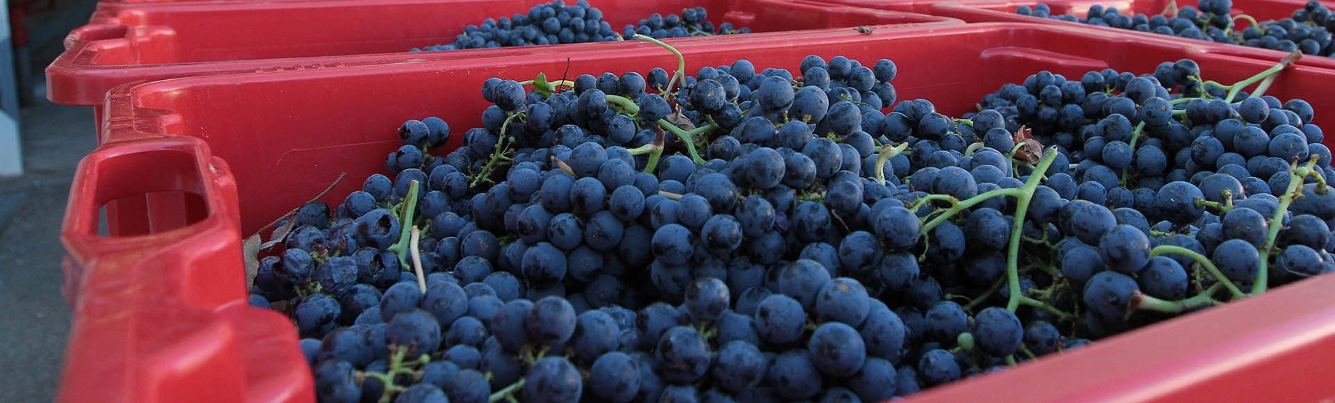 Du rosé fruité au rouge de longue garde, le savoir-faire du domaine viticole de l’Escarelle !